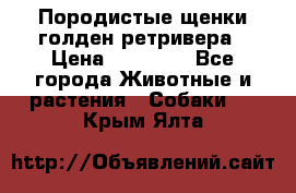 Породистые щенки голден ретривера › Цена ­ 25 000 - Все города Животные и растения » Собаки   . Крым,Ялта